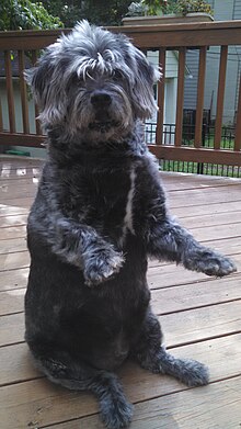 glen of imaal terrier mix