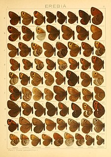 <i>Proterebia afra</i> Species of butterfly