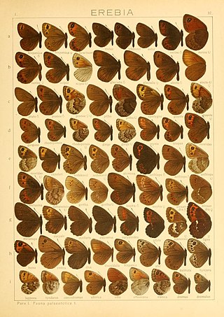 <i>Erebia ajanensis</i> Species of butterfly