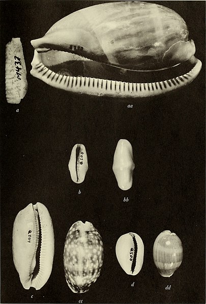File:The archaeological use and distribution of Mollusca in the Maya lowlands (1969) (19562782118).jpg