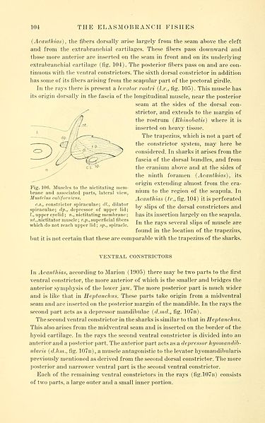 File:The elasmobranch fishes (Page 104) BHL10756184.jpg