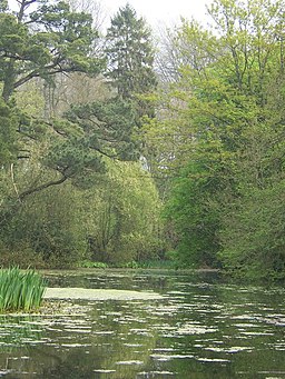 The lake in Wayford Wood - geograph.org.uk - 450686