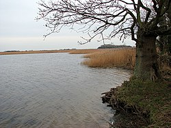 The southeastern edge of Martham Broad - geograph.org.uk - 1107374.jpg