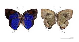 <i>Theclopsis lydus</i> Species of butterfly