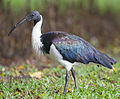 Ibis żółtoszyi (Threskiornis spinicollis), gatunek ptaka z rodziny ibisów występujący w Australii