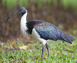 Austrālijas ibiss (Threskiornis spinicollis)