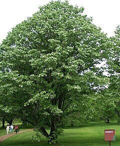 Сребролистна липа (T. tomentosa)