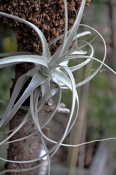 File:Tillandsia straminea 0058.JPG