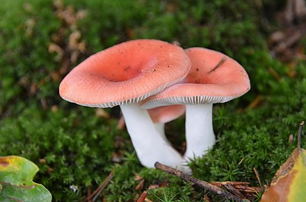 Есть гриб сыроежка. Съедобный гриб Сырышка. Сыроежка (Russula). Сыроежка съедобные грибы. Съедобный гриб Болотная сыроежка.