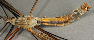 <i>Tipula luteipennis</i> Species of fly