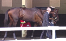 Tonalist in the saddling paddock prior to the 2014 Belmont Tonalist Belmont01.png