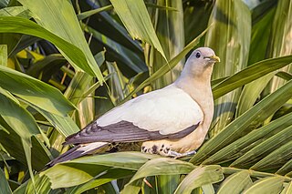 <span class="mw-page-title-main">Torresian imperial pigeon</span> Species of bird