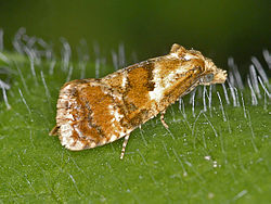 Tortricidae - Cochylidia rupicola.JPG