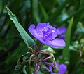 Tradescantia ohiensis