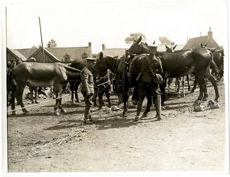 File:Transport mules in a French factory (Estrée Blanche, France). Photographer- H. D. Girdwood. (13873808725).jpg