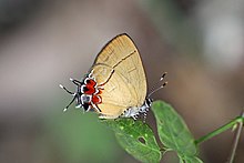 מסלול הקרקע של טרבולה (Calycopis trebula) .jpg