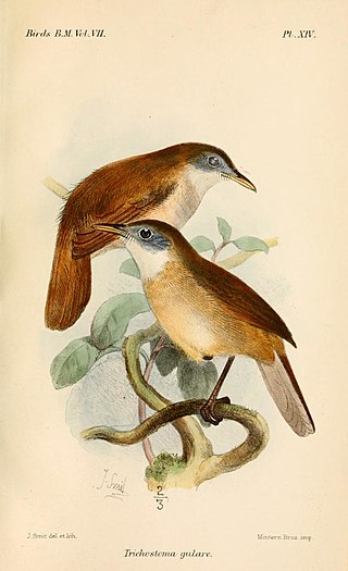 <span class="mw-page-title-main">Eyebrowed jungle flycatcher</span> Species of bird