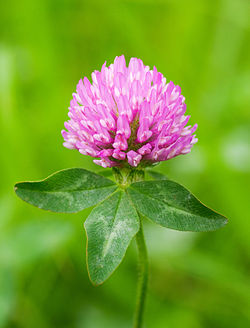 Puna-apila (Trifolium pratense)