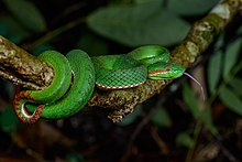 Trimeresurus gumprechti (זכר) .jpg