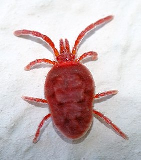 Mite type of arthropod