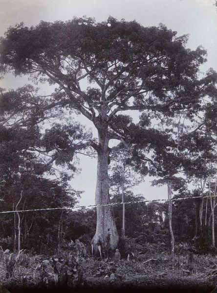 File:Tropenmuseum Royal Tropical Institute Objectnumber 60006270 Wilde kapokboom (kankantrie).jpg