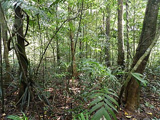 Tropical rainforest conservation