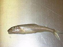 Trout-perch (Goulais B).JPG