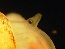 Tentacle of Truncatella subcylindrica with at its base the eye and its white anterior lens. Truncatella subcylindrica RSCN3151.JPG