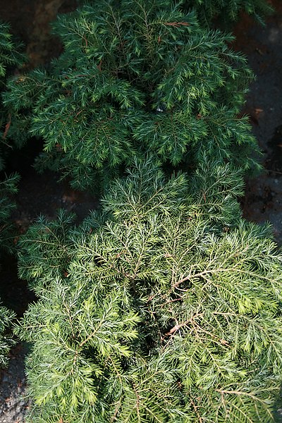 File:Tsuga canadensis Jeddeloh 1zz.jpg