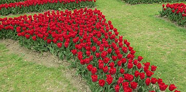 Massif de tulipes rouges.