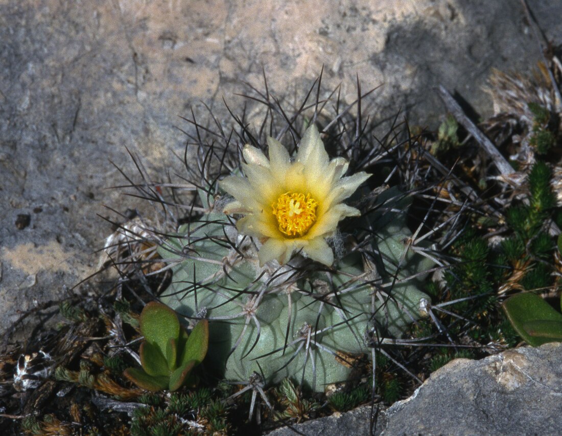 Turbinicarpus gielsdorfianus