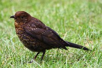 Turdus merula (juvenile) -lawn-8.jpg