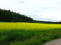 Turnip rape field in Parikkala, Finland