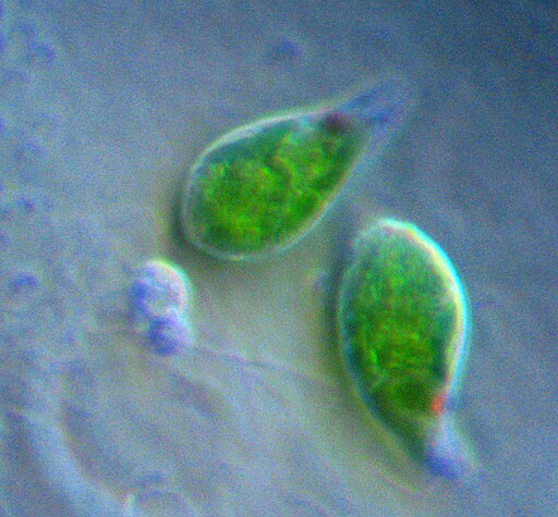 Two Euglena