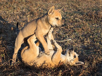 Two puppies playing together one standing over the other at golden hour in Don Det Laos