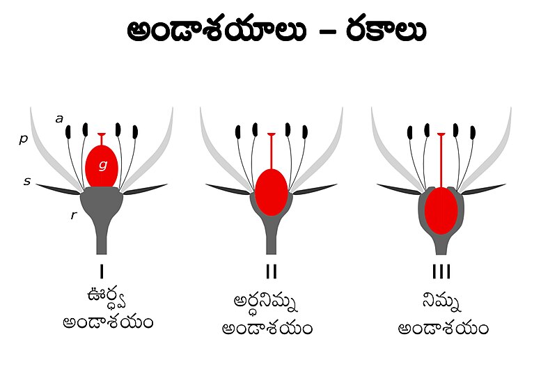 దస్త్రం:Types of Ovaries.jpg