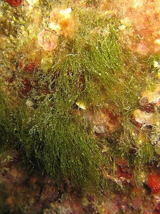 <i>Ulva compressa</i> Species of alga