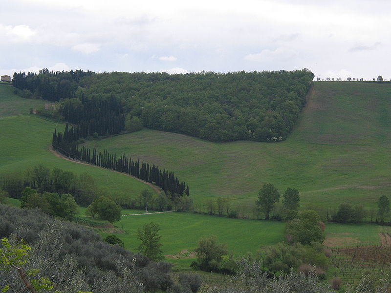 File:Une allee de Cypres sur la colline (150631975).jpg