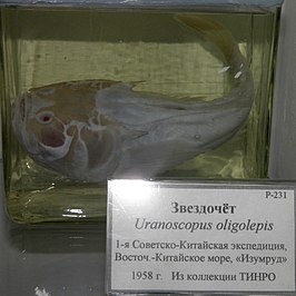 Uranoscopus oligolepis