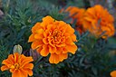 Tagetes. (Marigold). picture