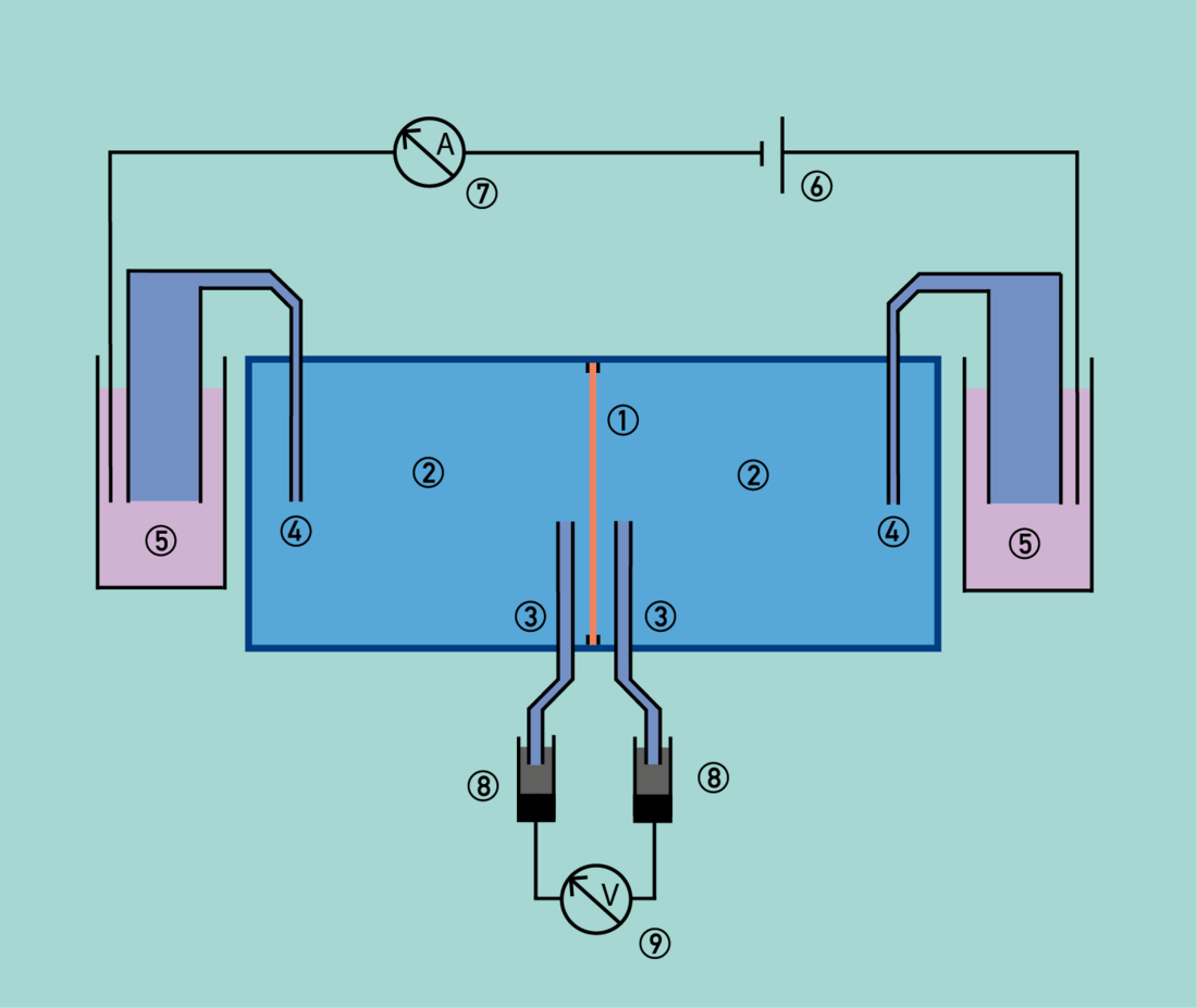 Ussing chamber