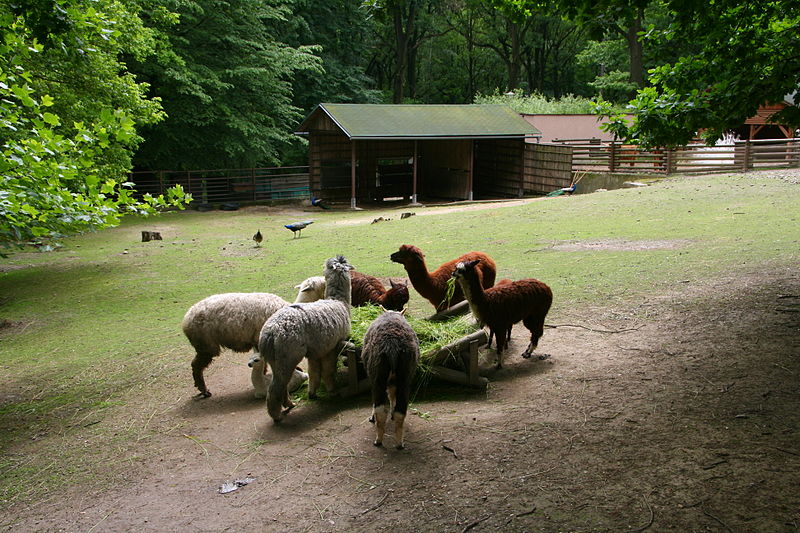 File:Výběhy jihoam.zvířat- lamy.jpg