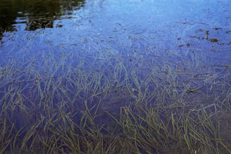 File:Vallisneria americana (USDA).jpg