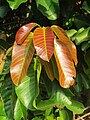 Affleurement des feuilles de ‘’Vateria indica’’