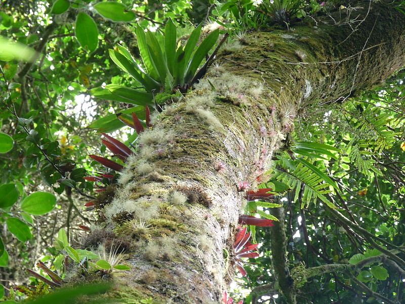 File:Vegetación de la Reserva de la Biosfera La Amistad Panama (RBLAP) 26.JPG