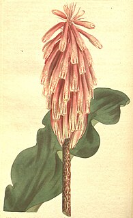 <i>Veltheimia capensis</i>