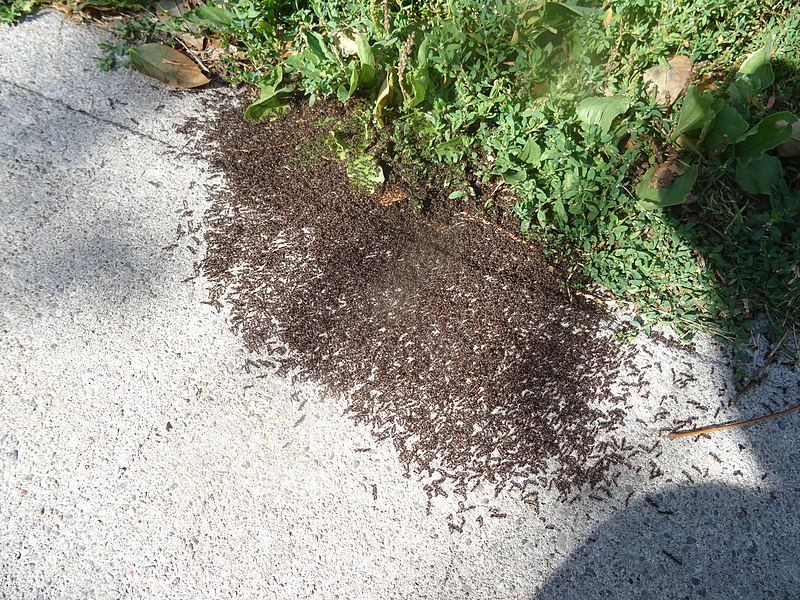 File:Very excited ants, Princess Street, 2015 08 03 (2).JPG - panoramio.jpg