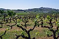 Vineyard Outside Belmonte - Apr 2011.jpg