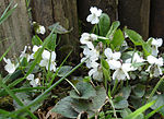 Vignette pour Violette blanche