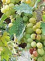 Bortermő szőlő (Vitis vinifera)